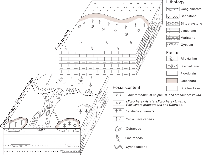 图3. 山东平邑盆地轮藻植物群不同属种的生态分布